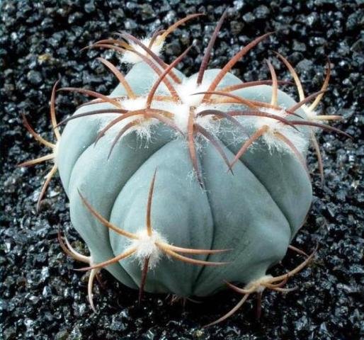 Echinocactus_horizonthalonius_3